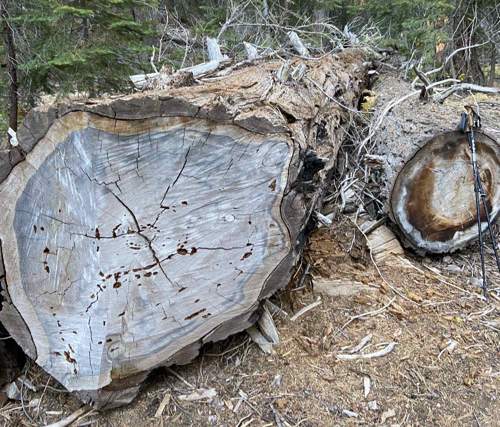 Fallen Pines Serve as Trail Gateways- Note Trekking Poles for Scale