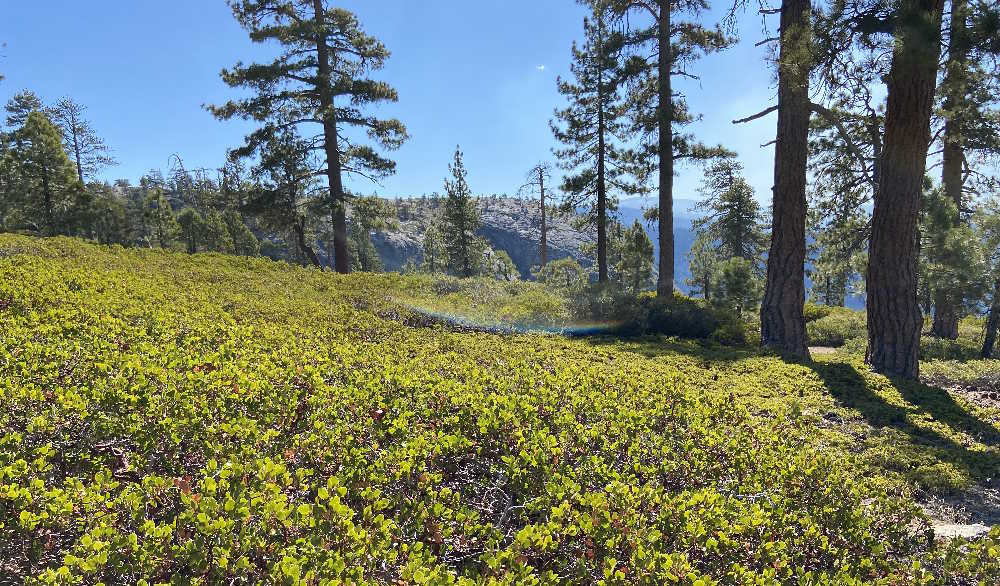 First View of El Cap from Trail West of Gully